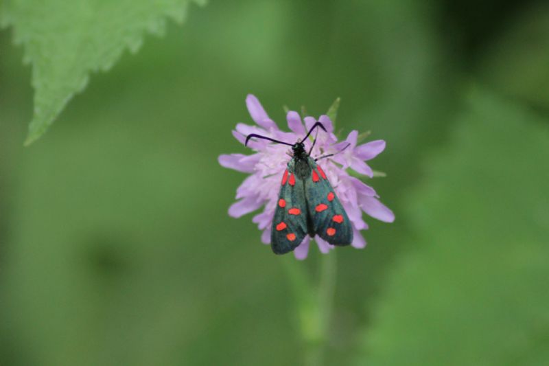 Aiuto ID - Zygaena (Zygaena) transalpina